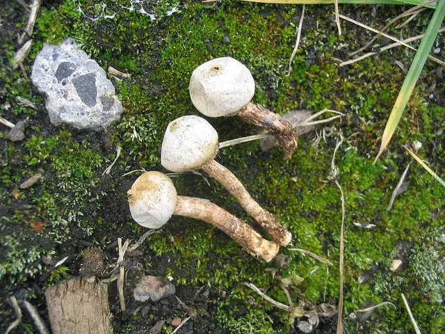 Berłóweczka frędzelkowana (Tulostoma fimbriatum)
