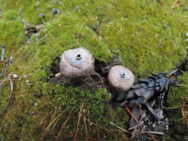 Berłóweczka rudawa (Tulostoma melanocyclum)
