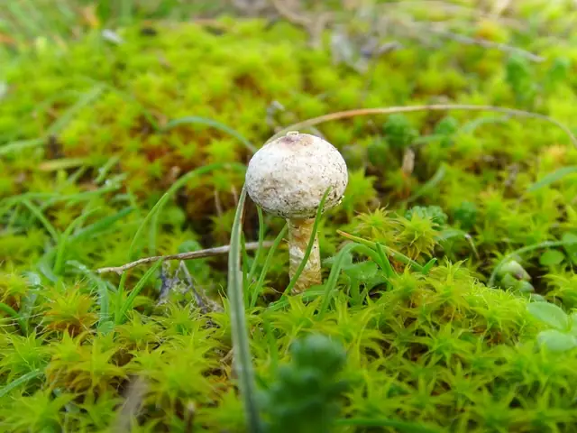 Berłóweczka zimowa (Tulostoma brumale)