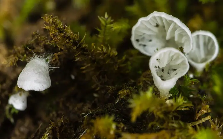 Bezblaszka mchowa (Rimbachia bryophila)