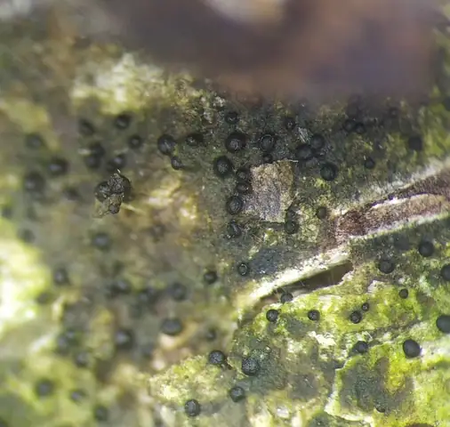 Bezkosmek pasożytniczy (Licea parasitica)