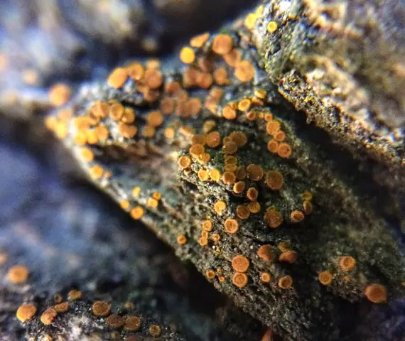 Bezpleszek obojętny (Athallia holocarpa)
