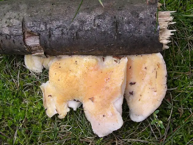 Białak jasnopomarańczowy (Tyromyces kmetii)