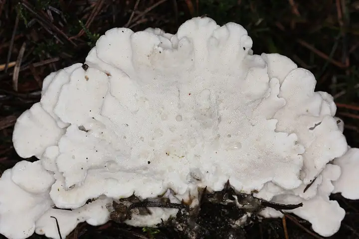 Białak kwiatokształtny (Postia floriformis)