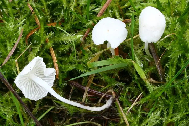 Białogrzybówka mlecznobiała (Hemimycena lactea)