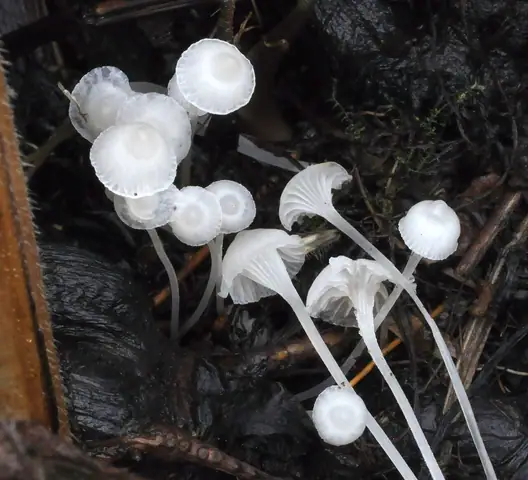 Białogrzybówka żywokostowa (Hemimycena candida)
