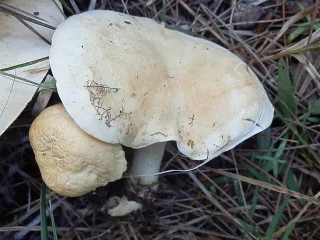 Białokrowiak kremowobiały (Leucopaxillus paradoxus)