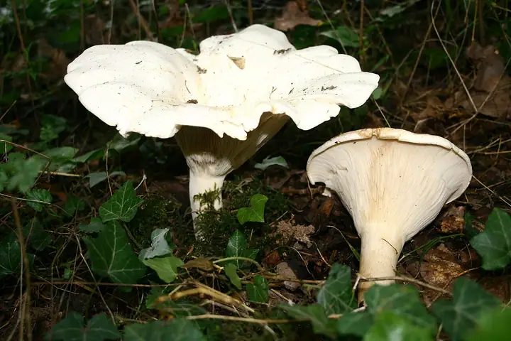 Białokrowiak okazały (Leucopaxillus giganteus)
