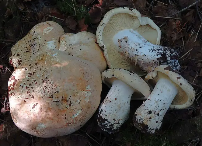 Białokrowiak trójbarwny (Leucopaxillus compactus)