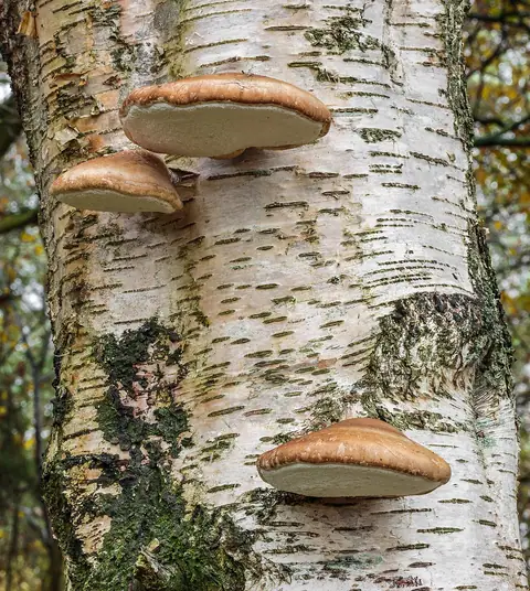Białoporek brzozowy (Piptoporus betulinus)