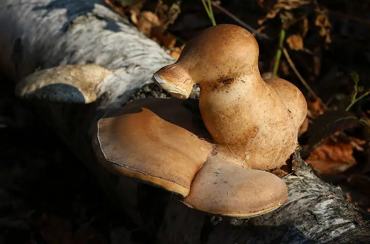 Białoporek brzozowy (Piptoporus betulinus)