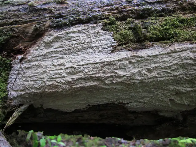 Białoskórnik chropowaty (Cystostereum murrayi)