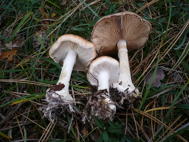 Białozasłonak bulwiasty (Leucocortinarius bulbiger)