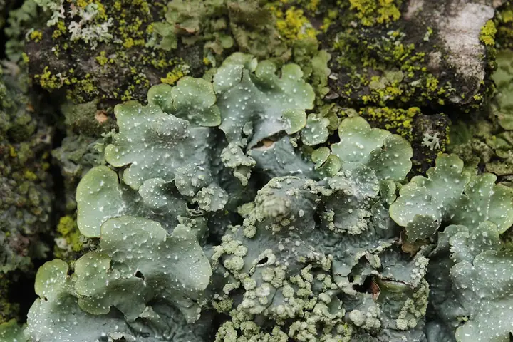 Biedronecznik zmienny (Punctelia subrudecta)