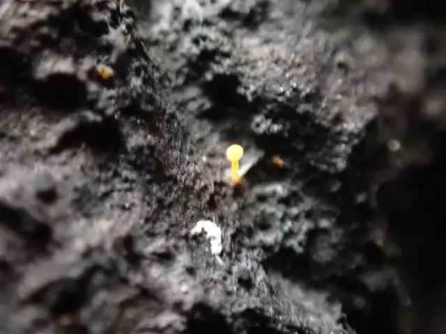 Bisporella resinicola