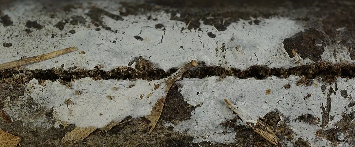 Błonka dwujądrowa (Athelia binucleospora)