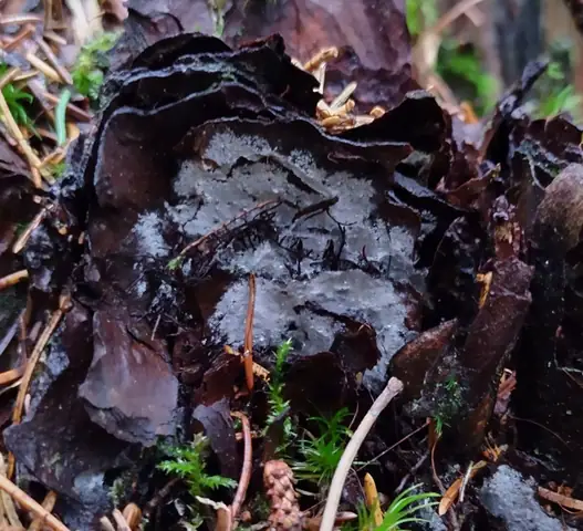 Błonka wielkosprzążkowa (Athelia fibulata)