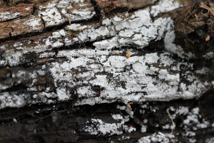 Błonka zwodnicza (Athelia decipiens)
