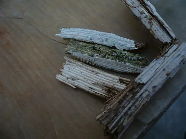 Błonkóweczka powojnikowa (Litschauerella clematidis)