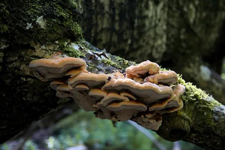 Błyskoporek cynamonowy (Inonotus rheades)