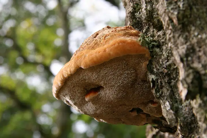 Błyskoporek dębowy (Inonotus dryophilus)