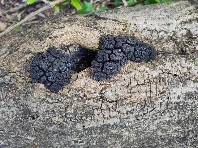 Błyskoporek dziuplowy (Inonotus nidus-pici)