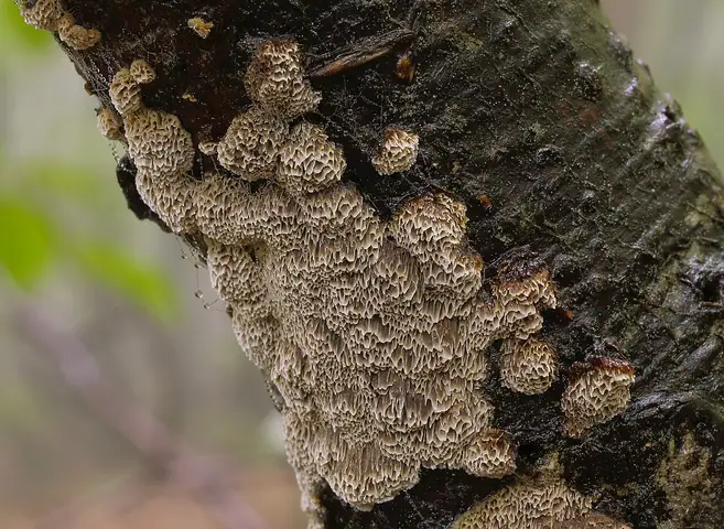 Błyskoporek guzkowaty (Mensularia nodulosa)