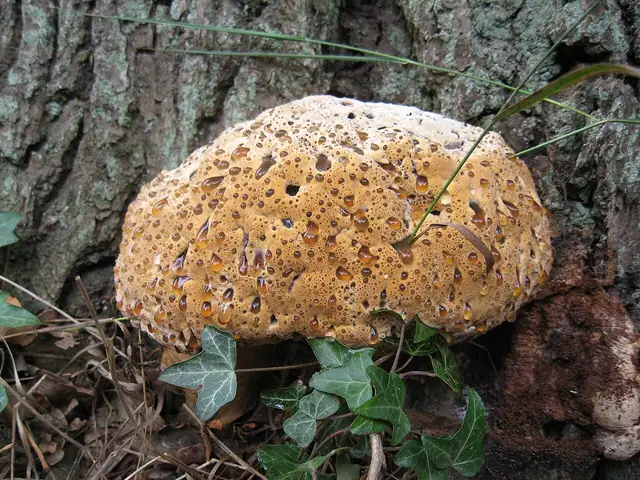 Błyskoporek płaczący (Pseudoinonotus dryadeus)
