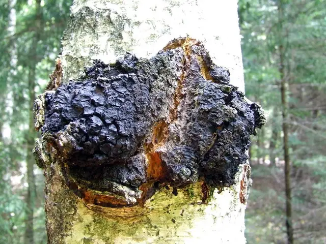 Błyskoporek podkorowy czaga (Inonotus obliquus)