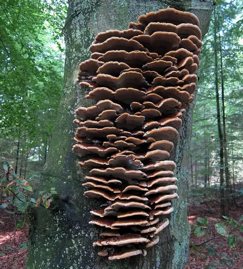 Błyskoporek skórzasty (Inonotus cuticularis)