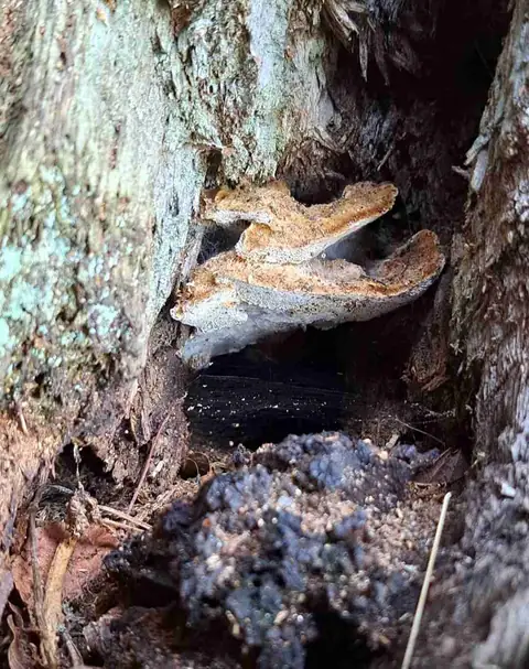 Błyskoporek sosnowy (Inonotus triqueter)
