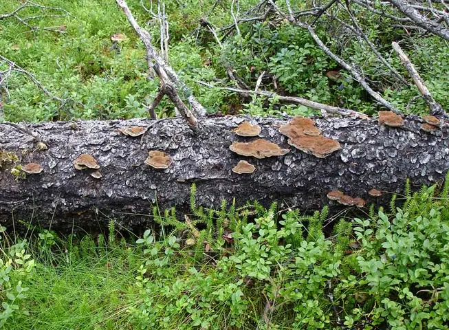 Błyskoporek świerkowy (Inonotus leporinus)