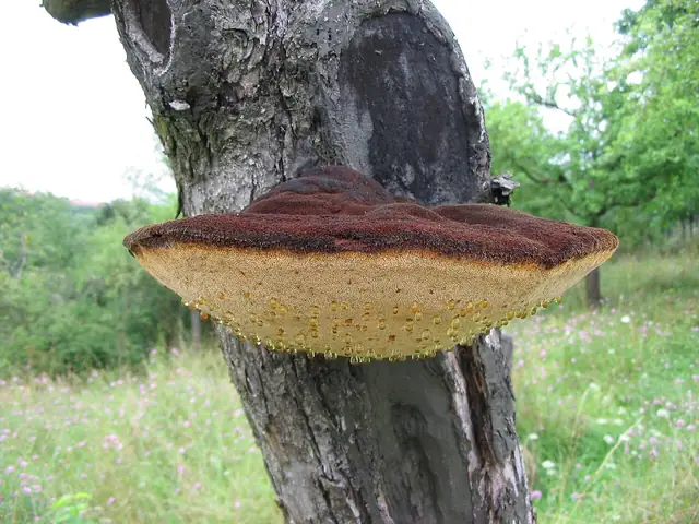 Błyskoporek szczotkowaty (Inonotus hispidus)