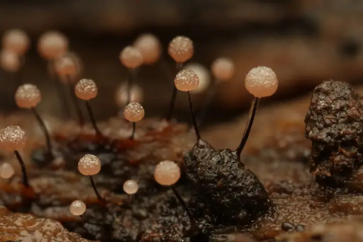 Błyszczak siatkowaty (Collaria arcyrionema)