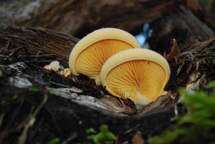 Boczniaczek pomarańczowożółty (Phyllotopsis nidulans)