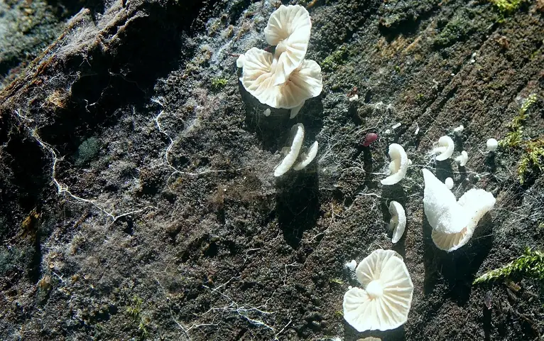 Boczniaczek śnieżysty (Pleurotellus chioneus)