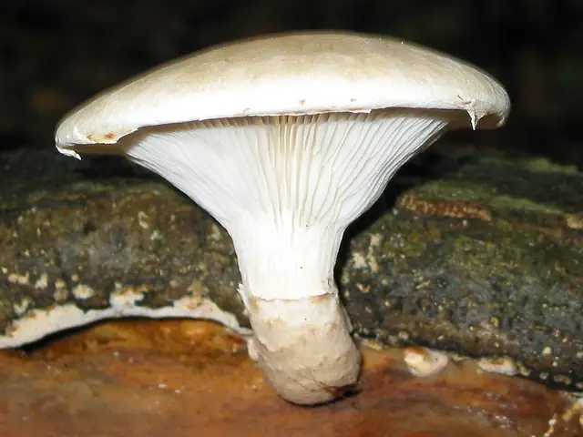 Boczniak białożółty (Pleurotus dryinus)