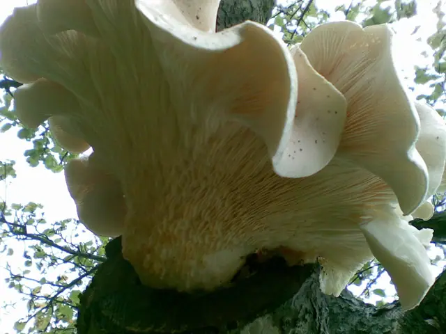 Boczniak białożółty (Pleurotus dryinus)