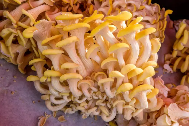 Boczniak cytrynowy (Pleurotus citrinopileatus)