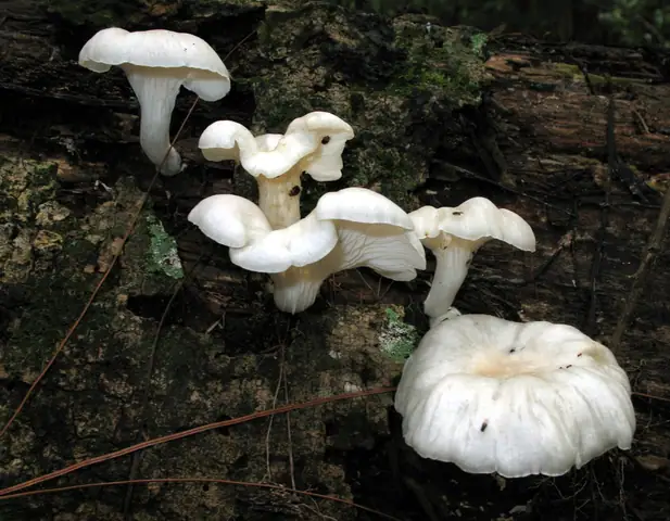 Boczniak łyżkowaty (Pleurotus pulmonarius)