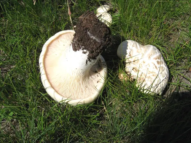 Boczniak mikołajkowy (Pleurotus eryngii)