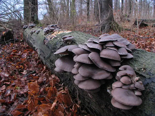 Boczniak ostrygowaty (Pleurotus ostreatus)