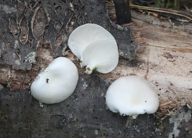 Boczniak świerkowy (Pleurotus abieticola)