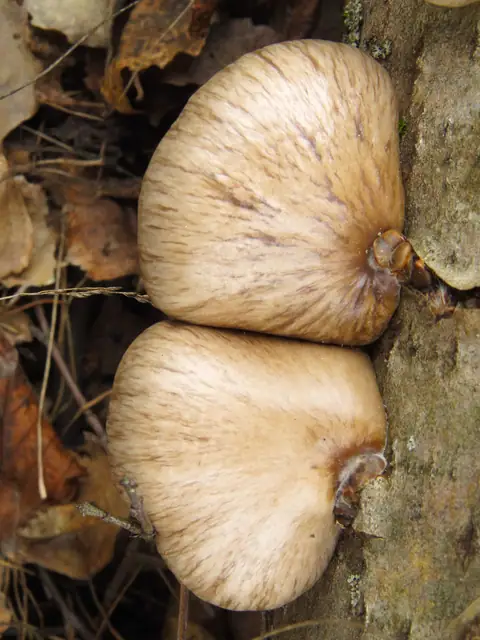 Boczniak topolowy (Pleurotus calyptratus)