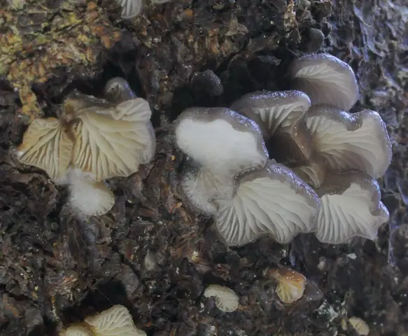 Bocznianka białoszara (Hohenbuehelia fluxilis)