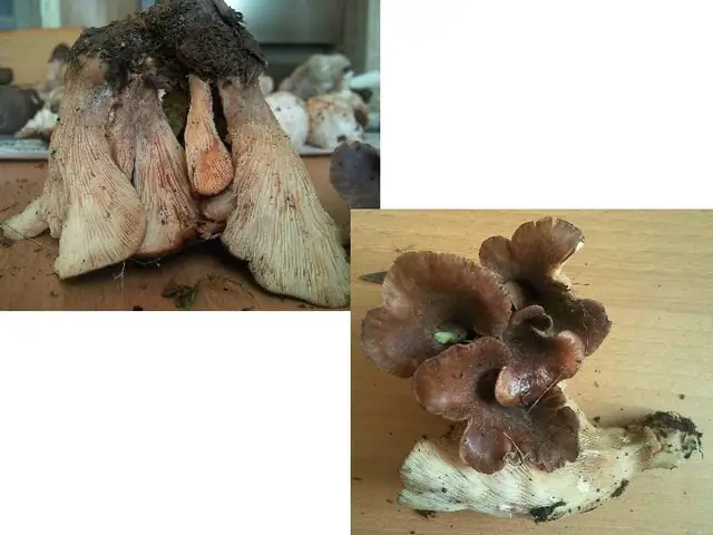 Bocznianka brązowawa (Hohenbuehelia petaloides)