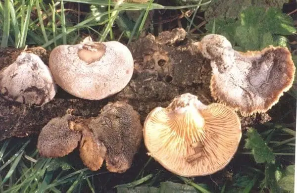 Bocznianka niebieskoszara (Hohenbuehelia atrocoerulea)
