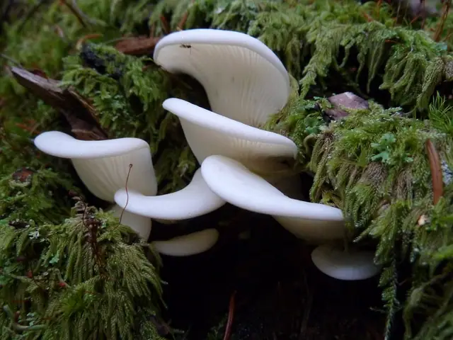 Bokówka biała (Pleurocybella porrigens)