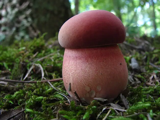 Boletochaete bicolor