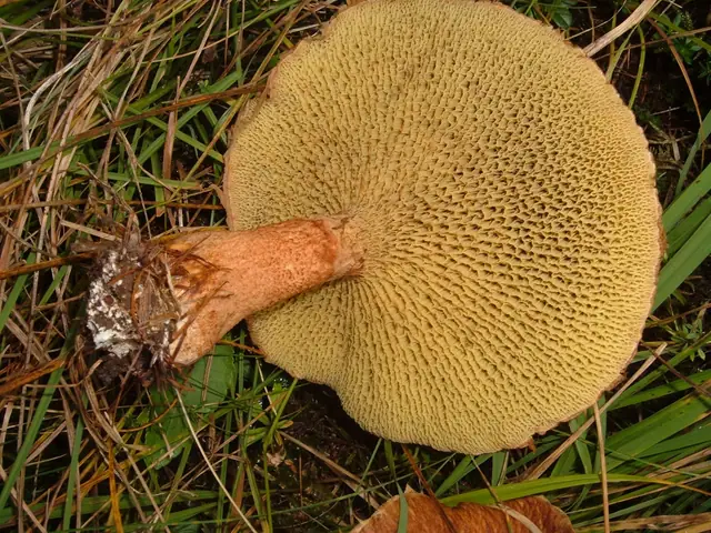 Borowiczak dęty (Suillus cavipes)